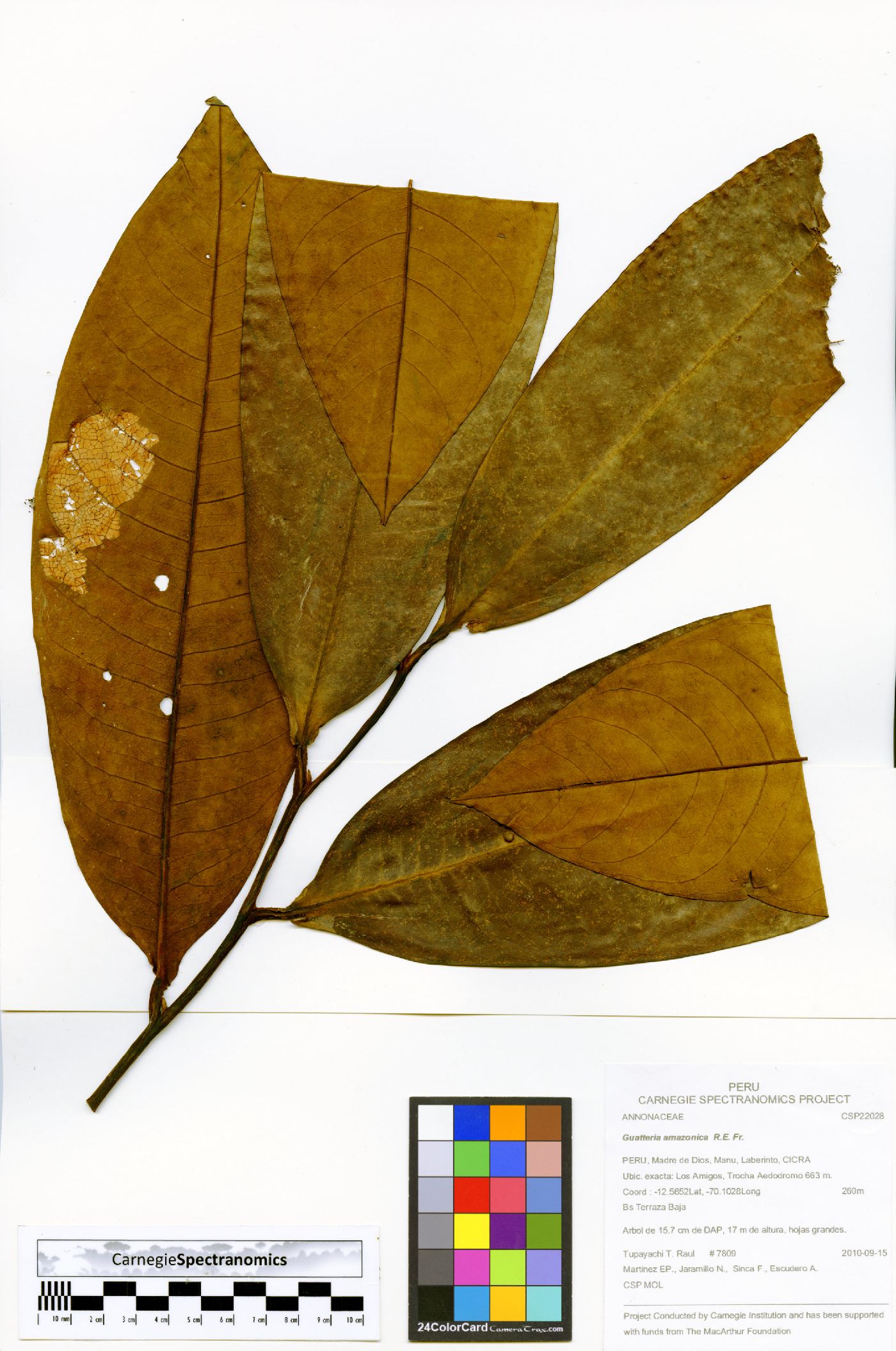 Guatteria longicuspis image