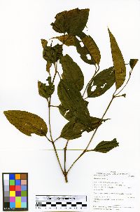 Miconia pyrifolia image