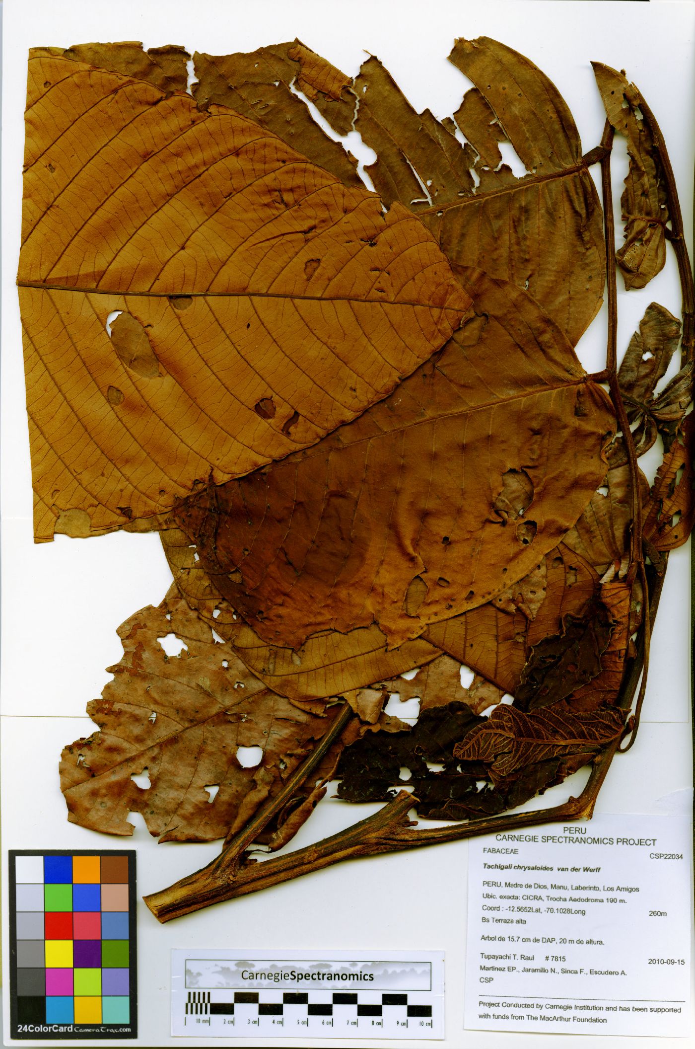 Tachigali chrysaloides image