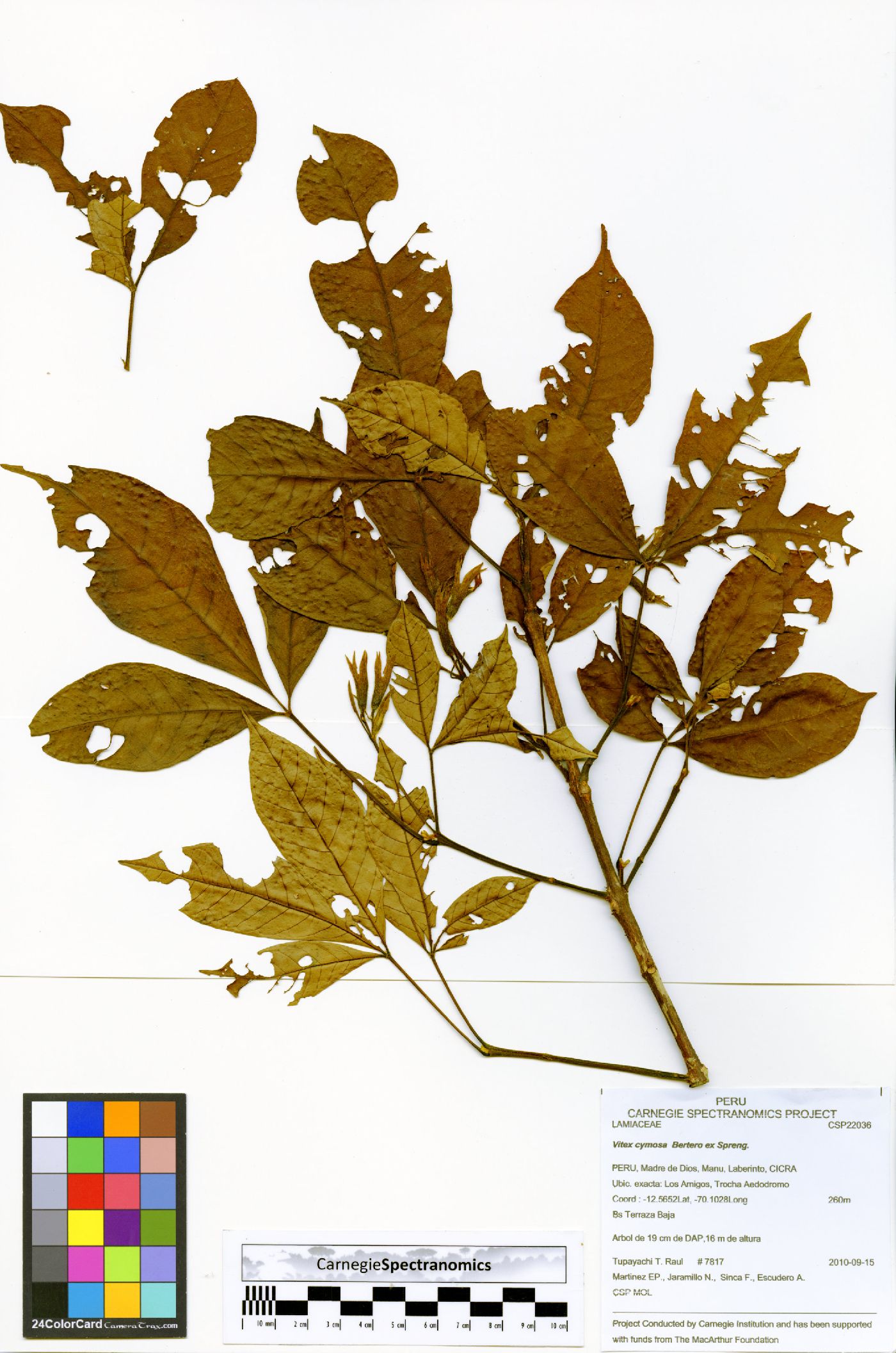 Vitex cymosa image