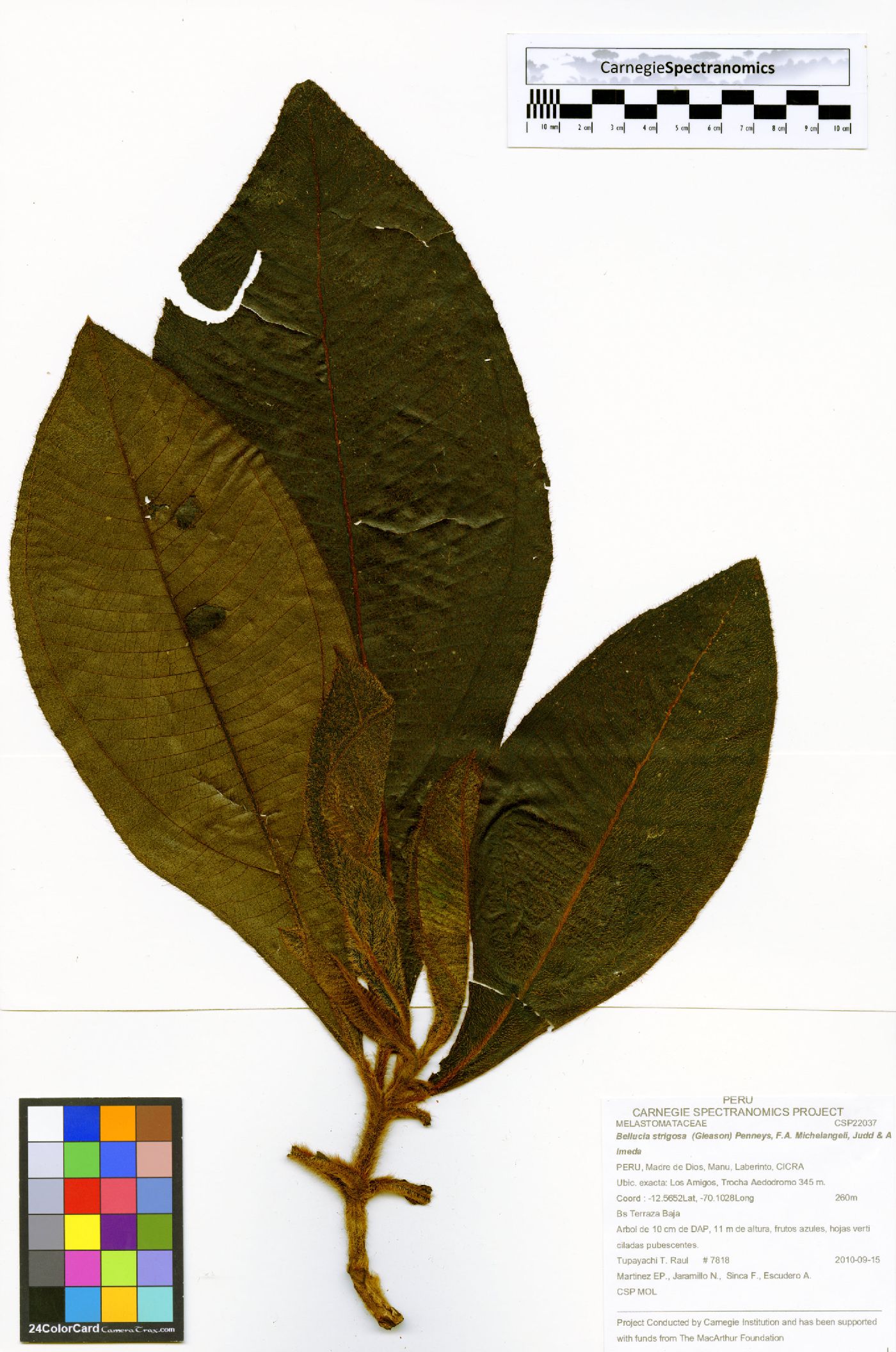 Bellucia strigosa image