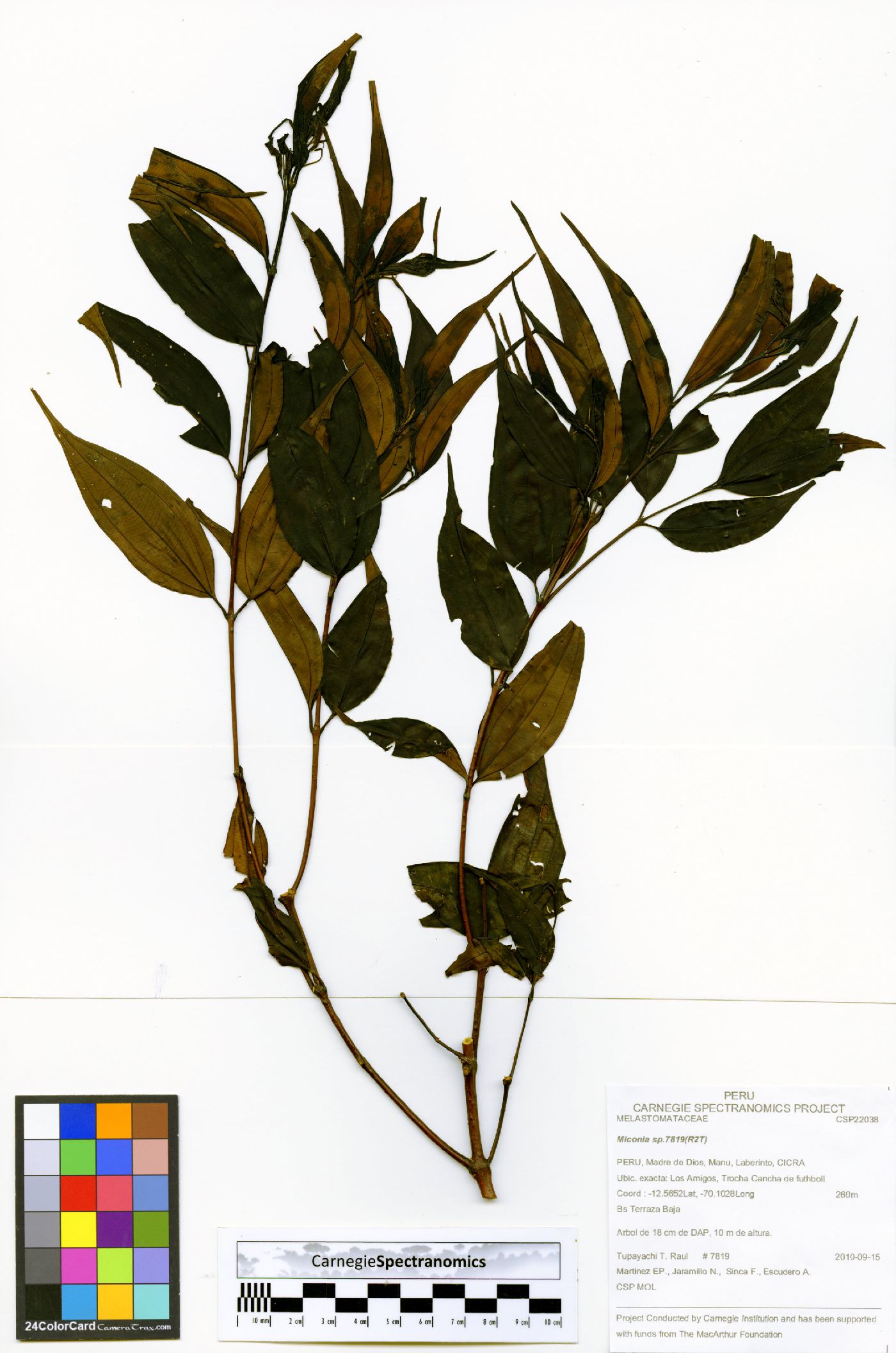 Miconia emendata image