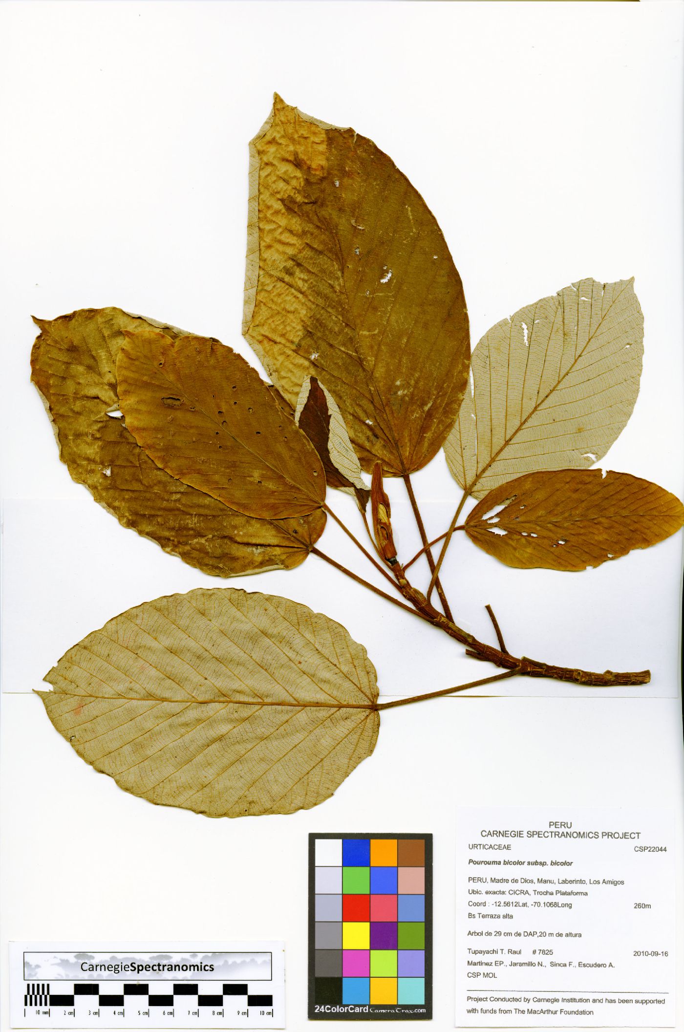 Pourouma bicolor subsp. bicolor image