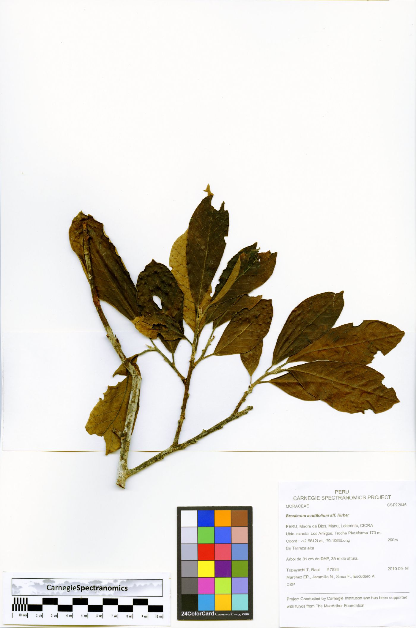 Brosimum acutifolium image