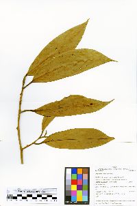 Ocotea aciphylla image