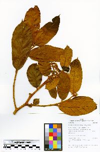 Helicostylis tomentosa image