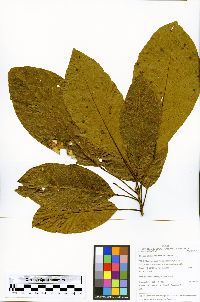 Sloanea latifolia image