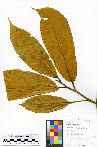 Ocotea aciphylla image