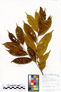 Xylopia polyantha image