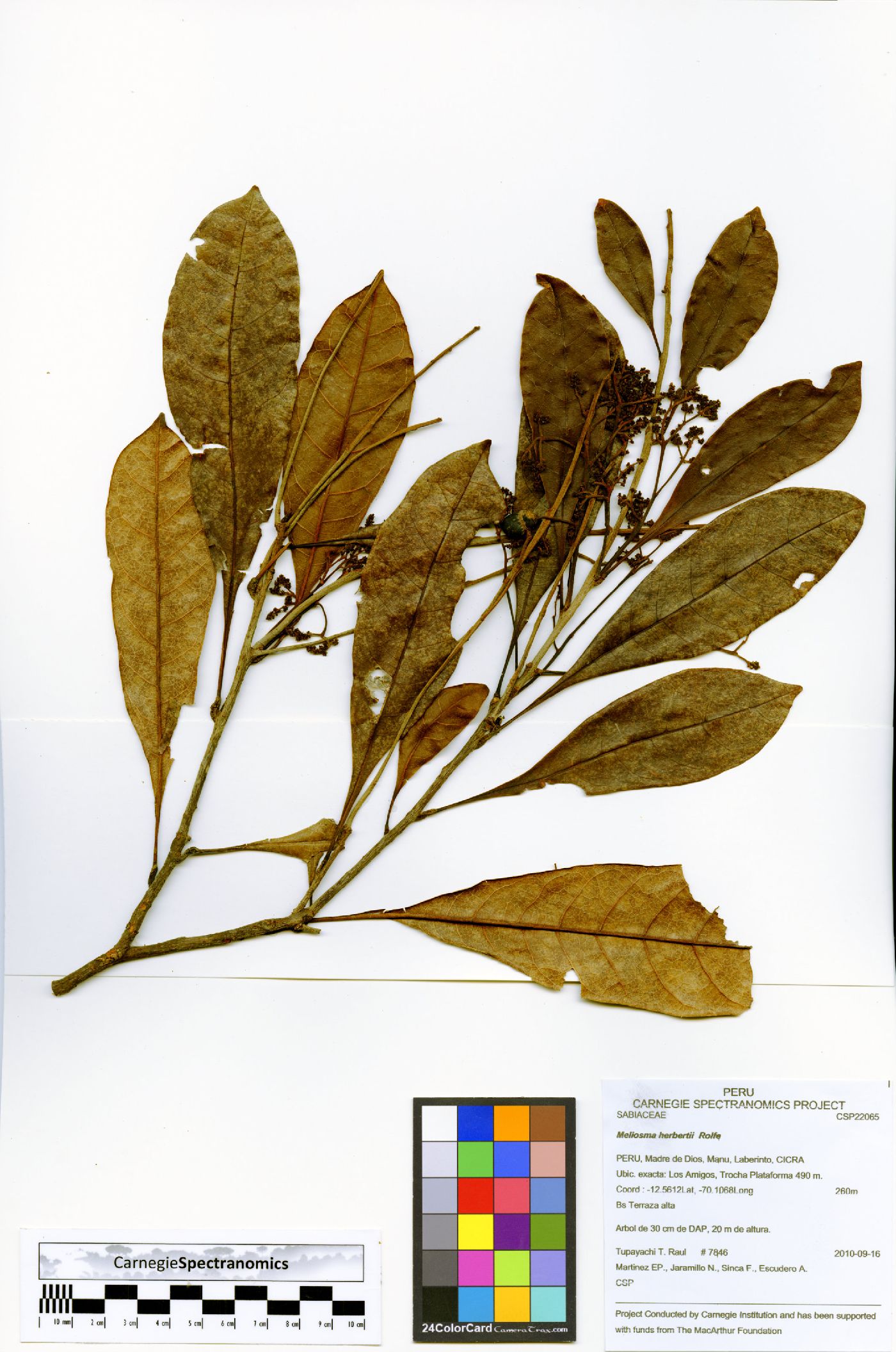 Meliosma herbertii image