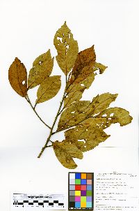 Nectandra purpurea image