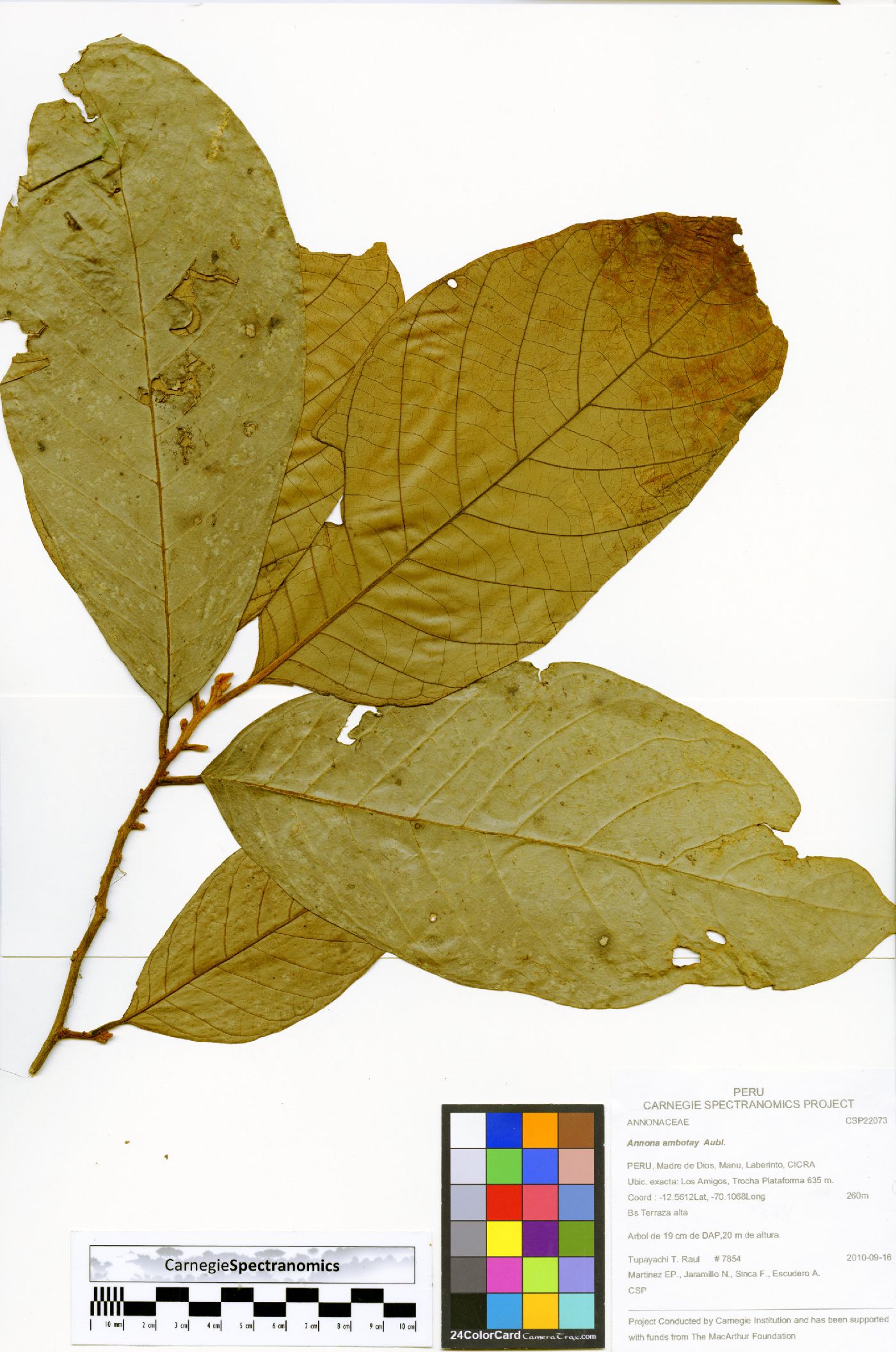 Annona ambotay image