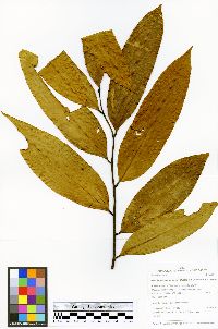 Onychopetalum periquino image