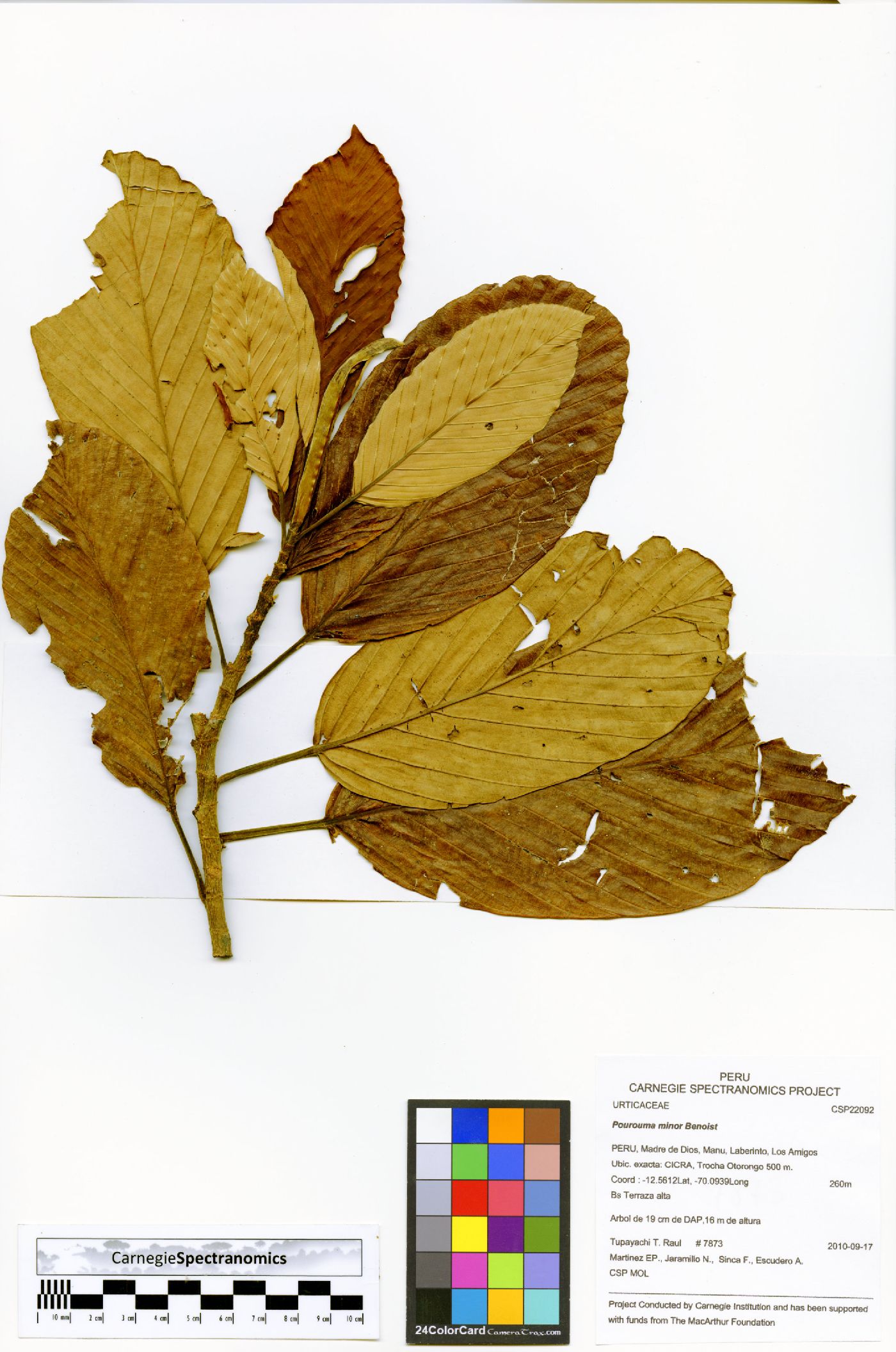 Pourouma minor image