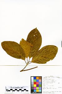 Nectandra purpurea image