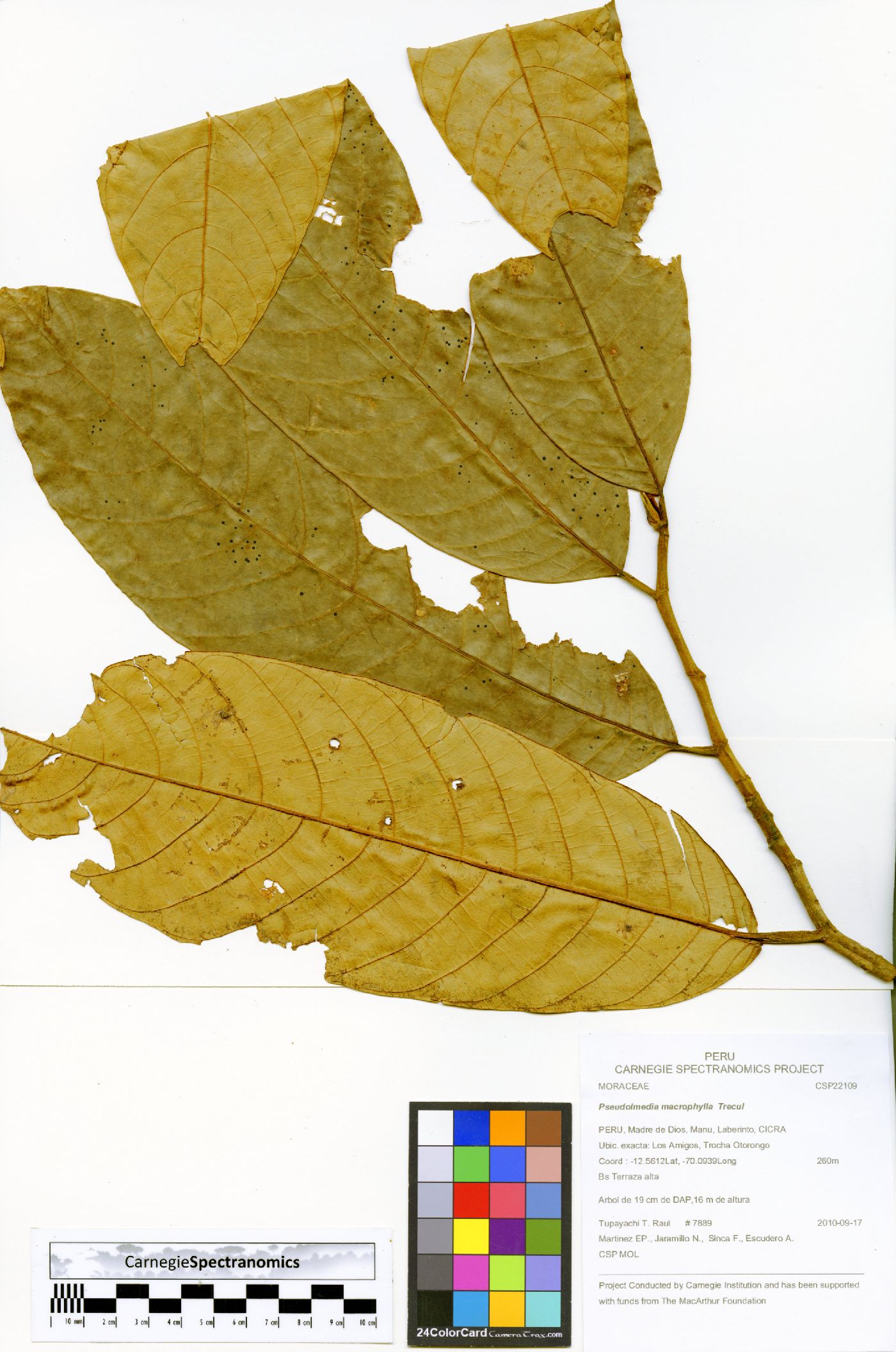 Pseudolmedia image