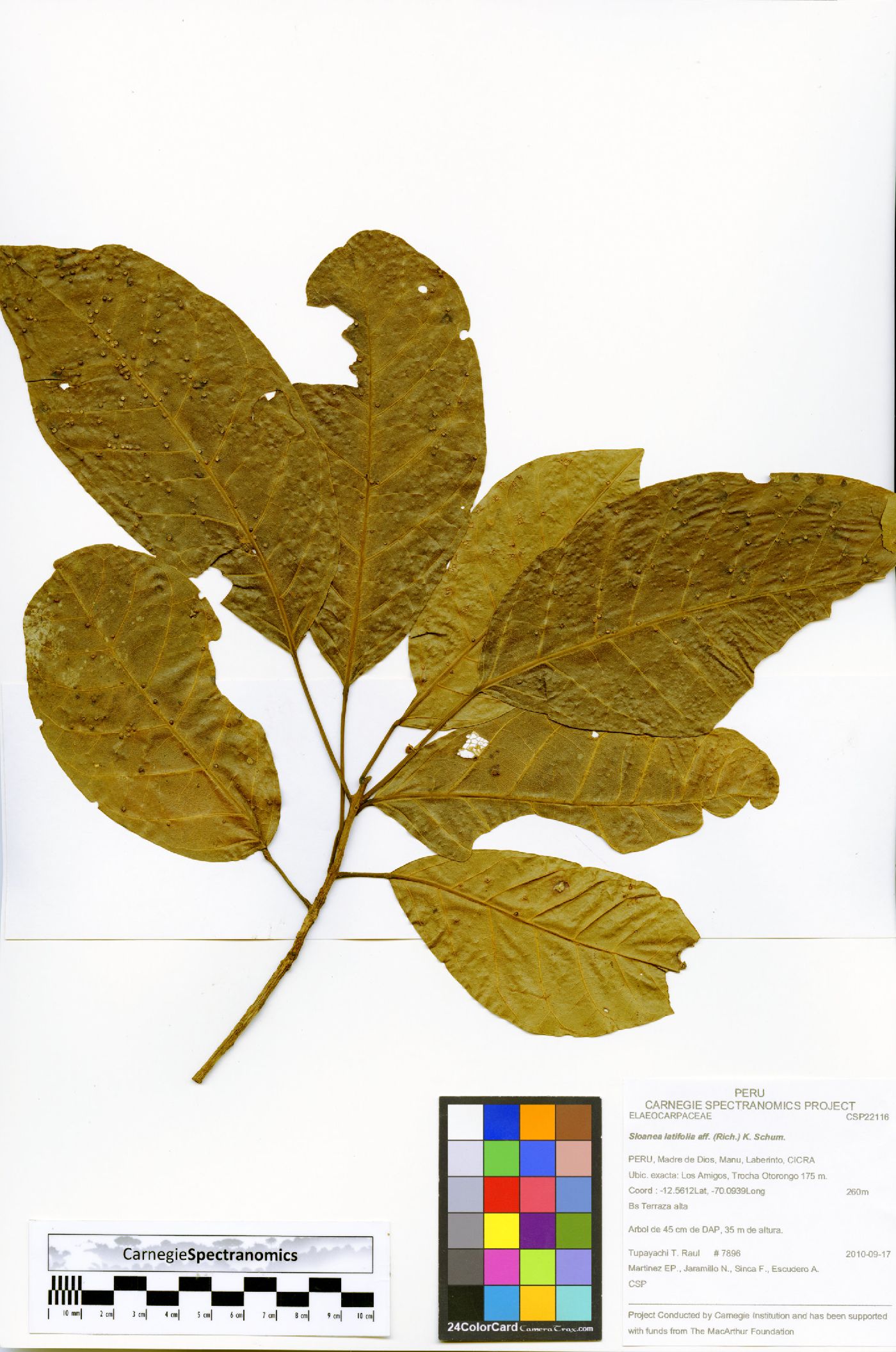 Sloanea latifolia image