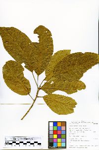 Sloanea latifolia image