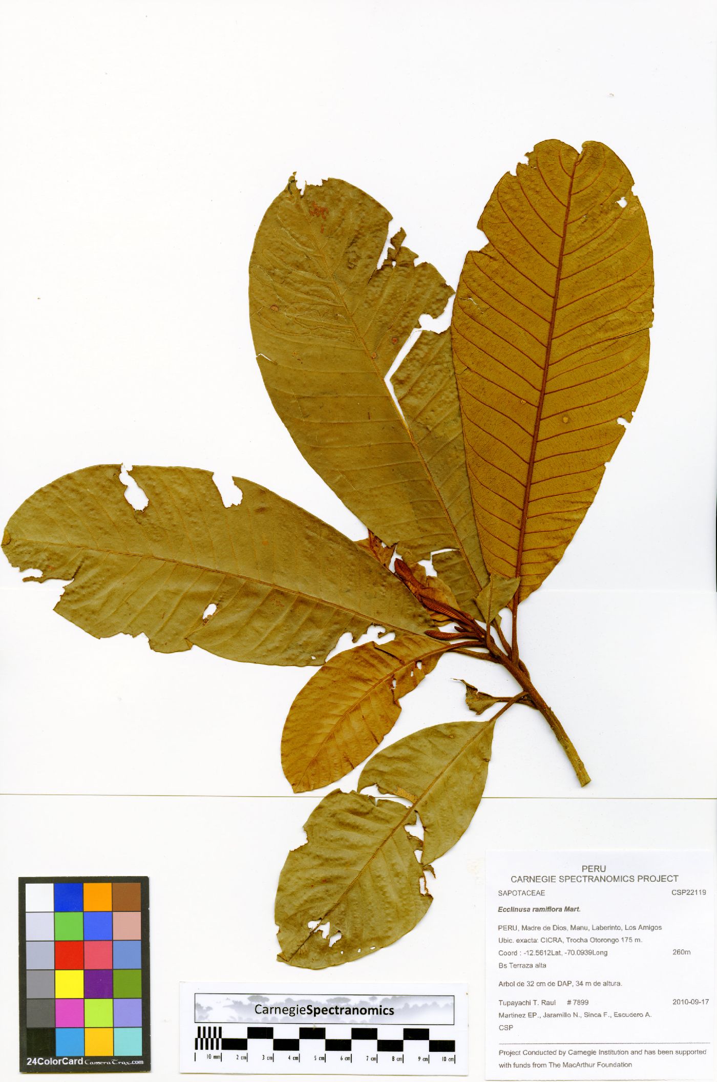 Ecclinusa ramiflora image