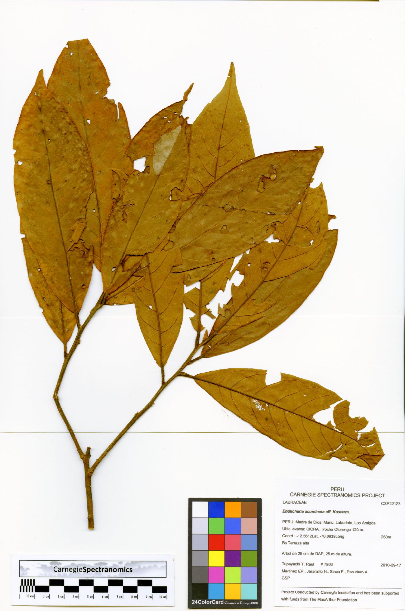 Endlicheria acuminata image