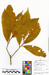 Image of Endlicheria acuminata