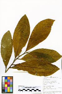 Ocotea longifolia image