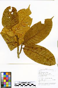 Pseudolmedia macrophylla image