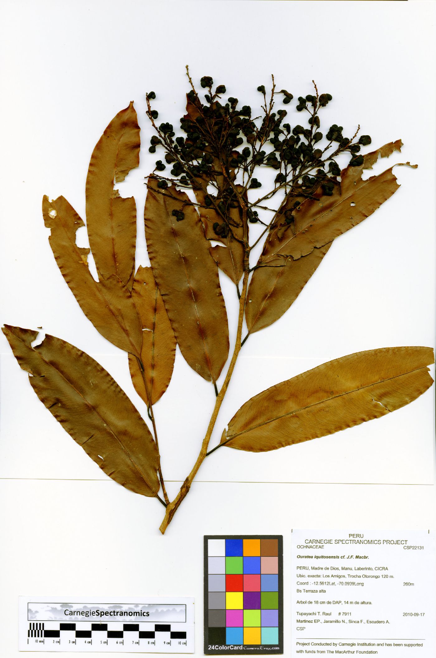 Ouratea iquitosensis image
