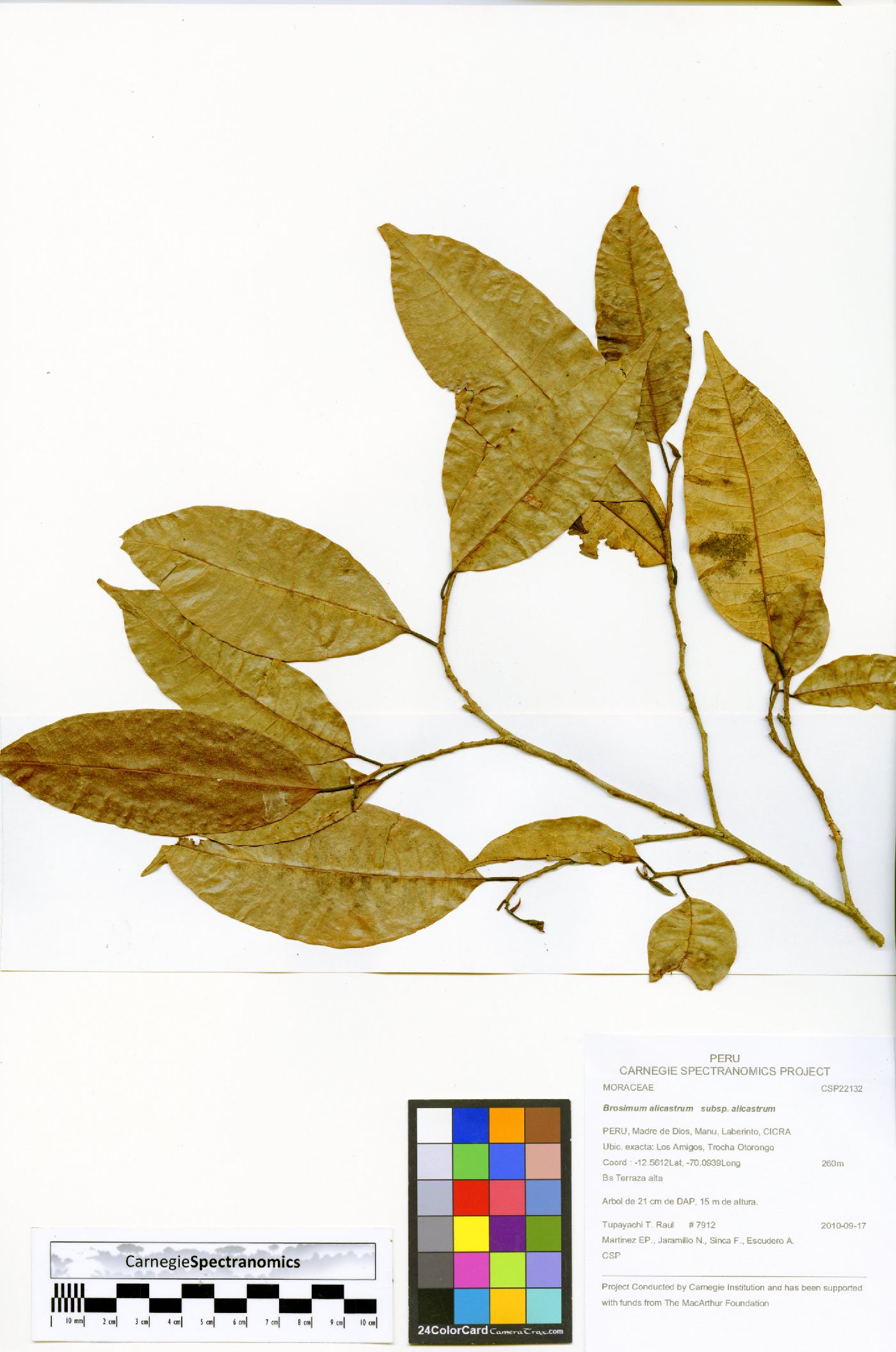 Brosimum alicastrum subsp. alicastrum image