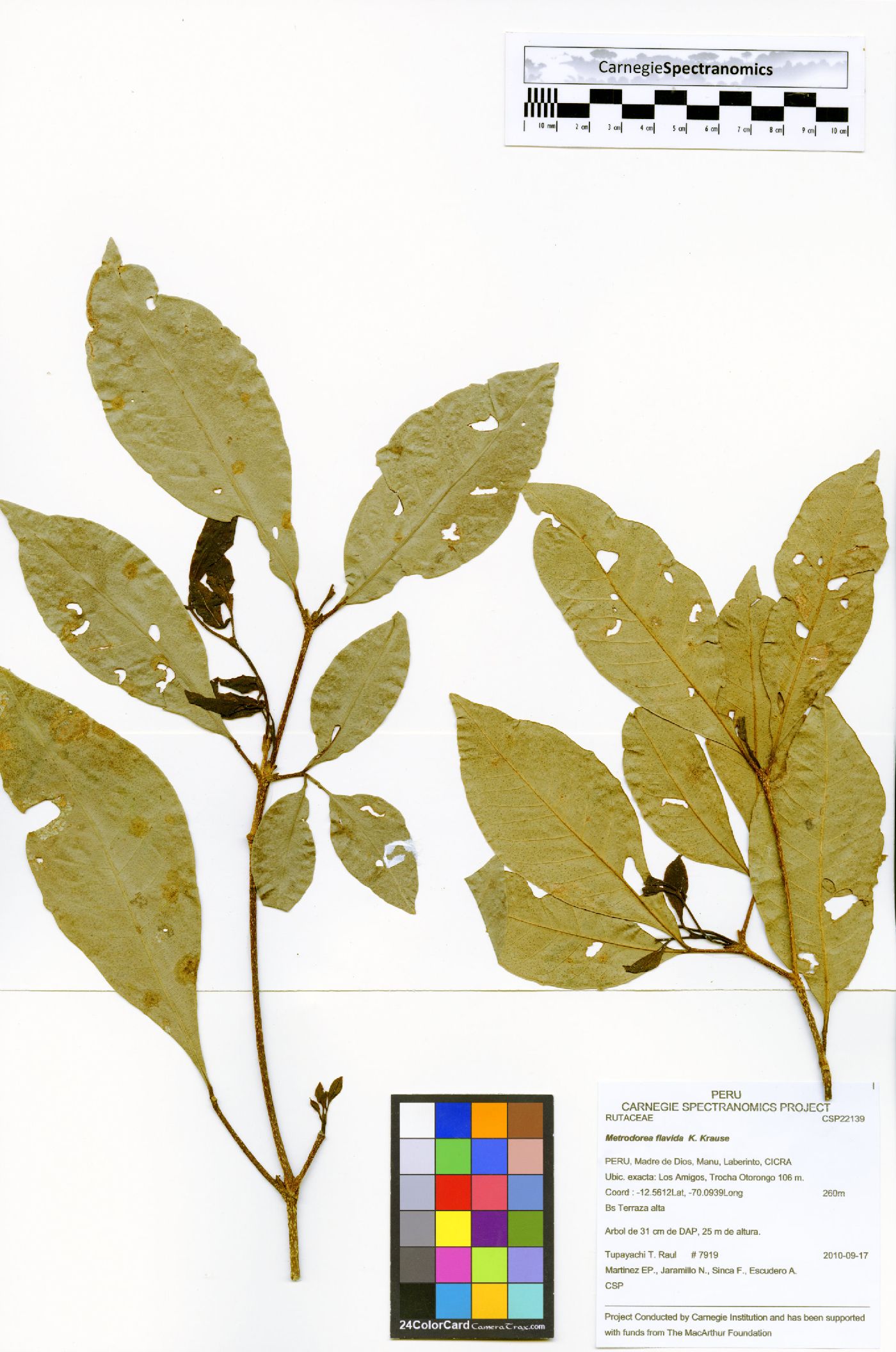 Metrodorea flavida image