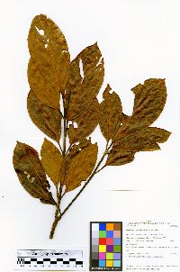 Nectandra purpurea image