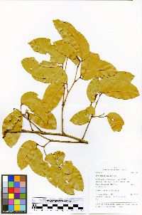 Hymenaea parvifolia image