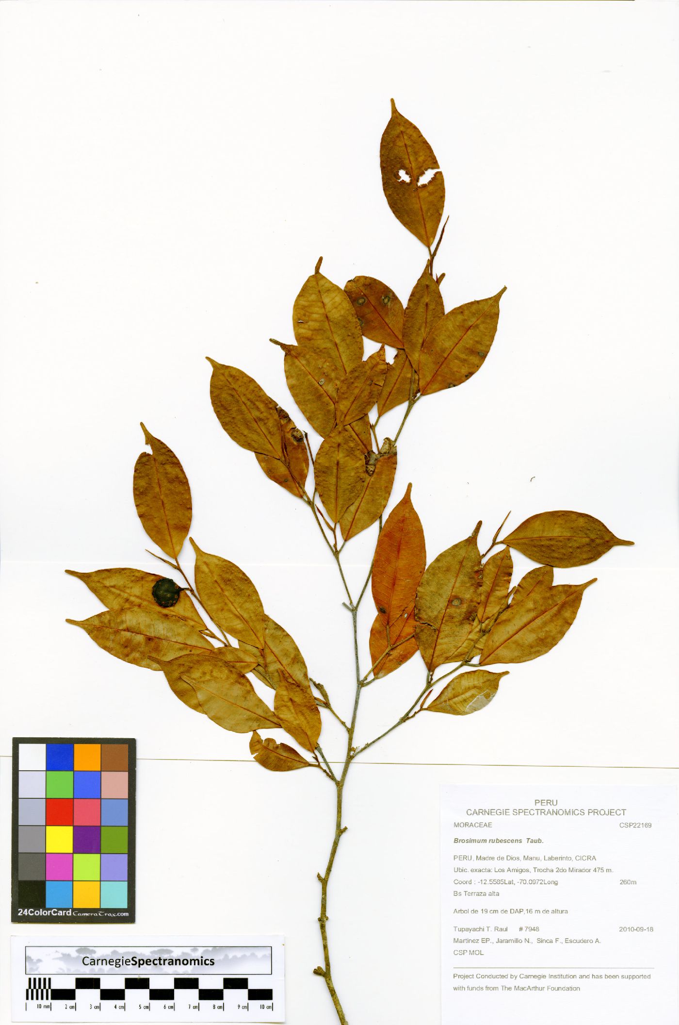 Brosimum rubescens image