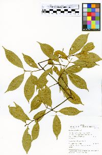 Symphonia globulifera image