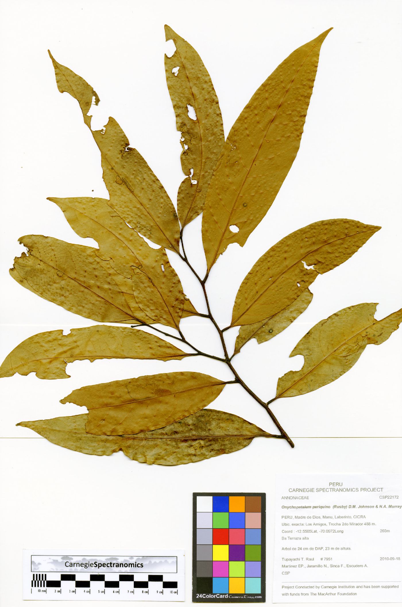 Onychopetalum periquino image