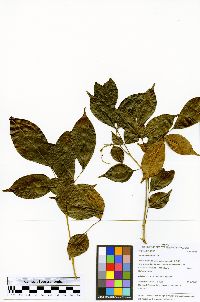 Image of Picramnia latifolia