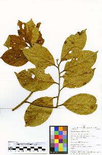 Nectandra purpurea image