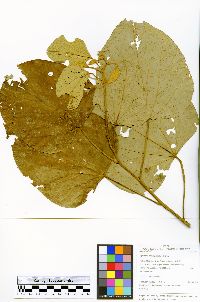 Byttneria pescapraeifolia image