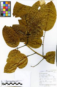 Platymiscium stipulare image