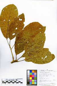 Sloanea latifolia image