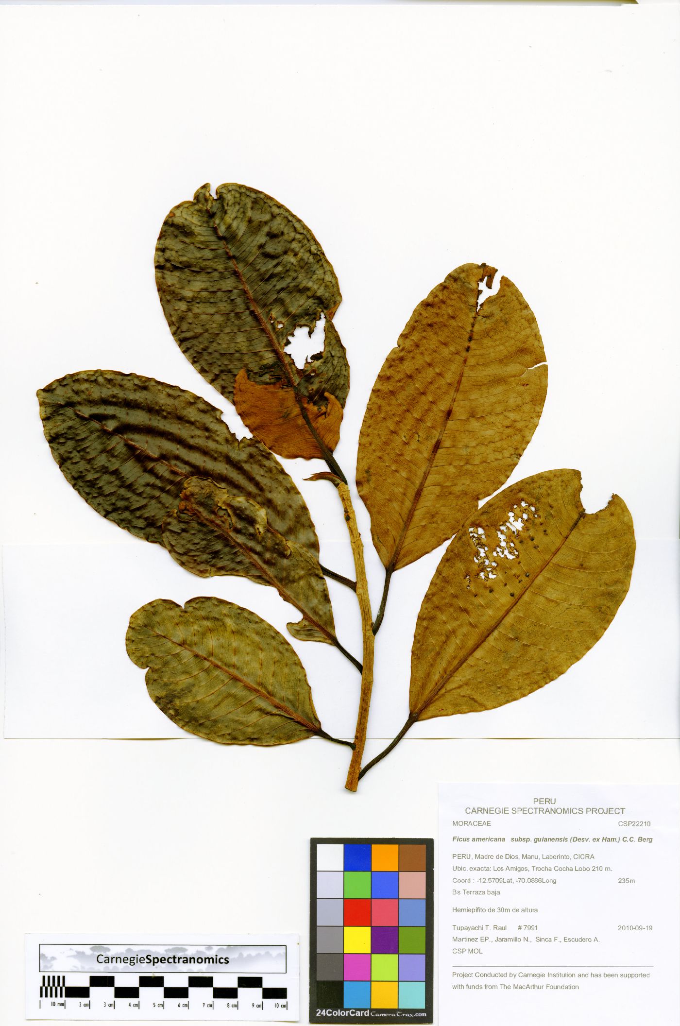 Ficus americana subsp. guianensis image