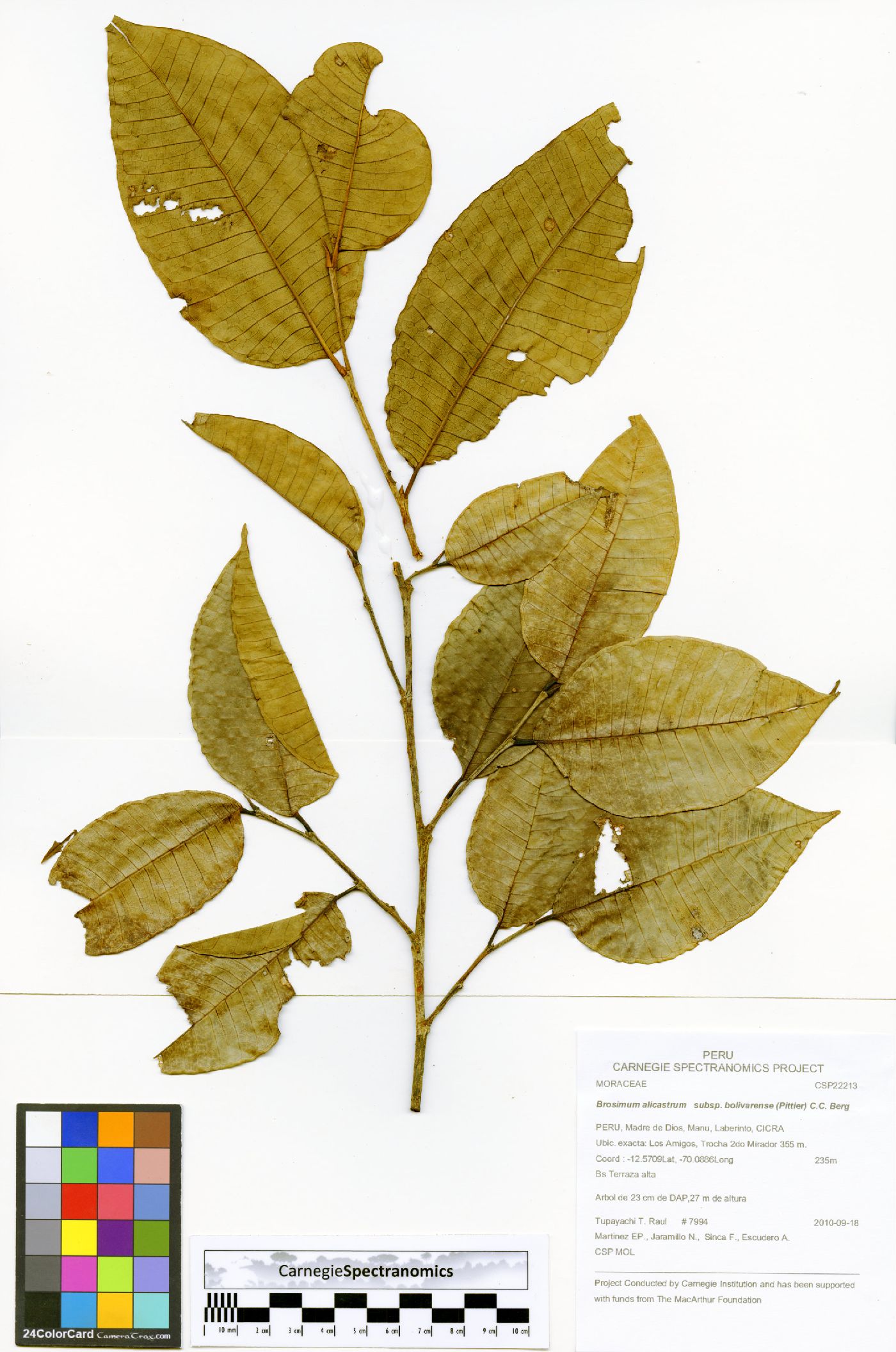 Brosimum alicastrum subsp. bolivarense image