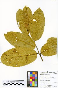 Eschweilera coriacea image