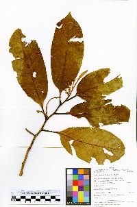 Otoba parvifolia image