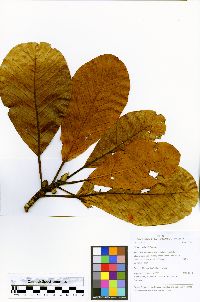 Ficus schultesii image