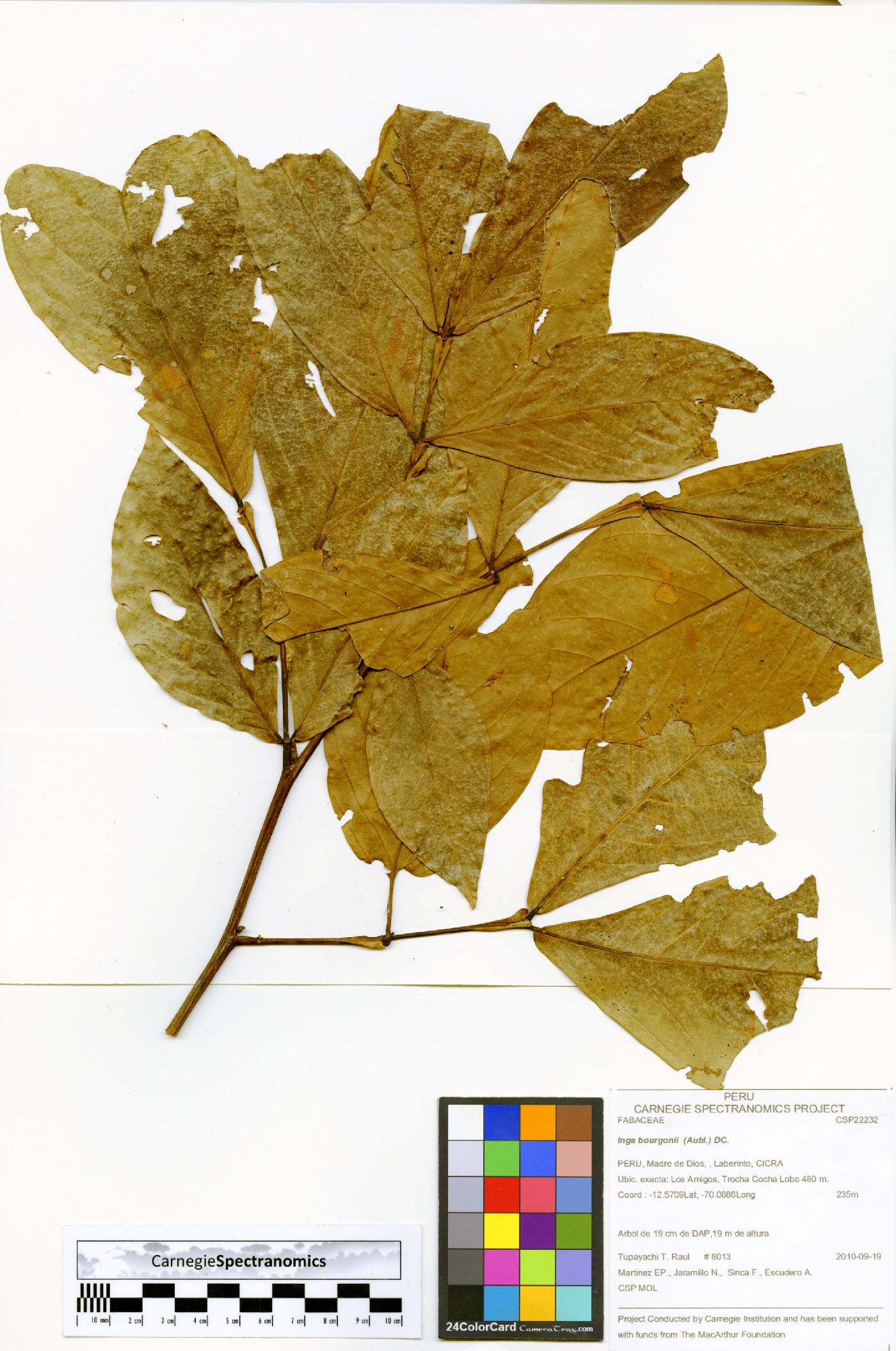 Inga bourgonii image