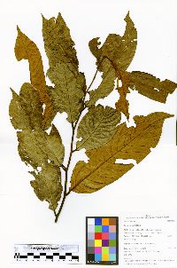 Guatteria recurvisepala image