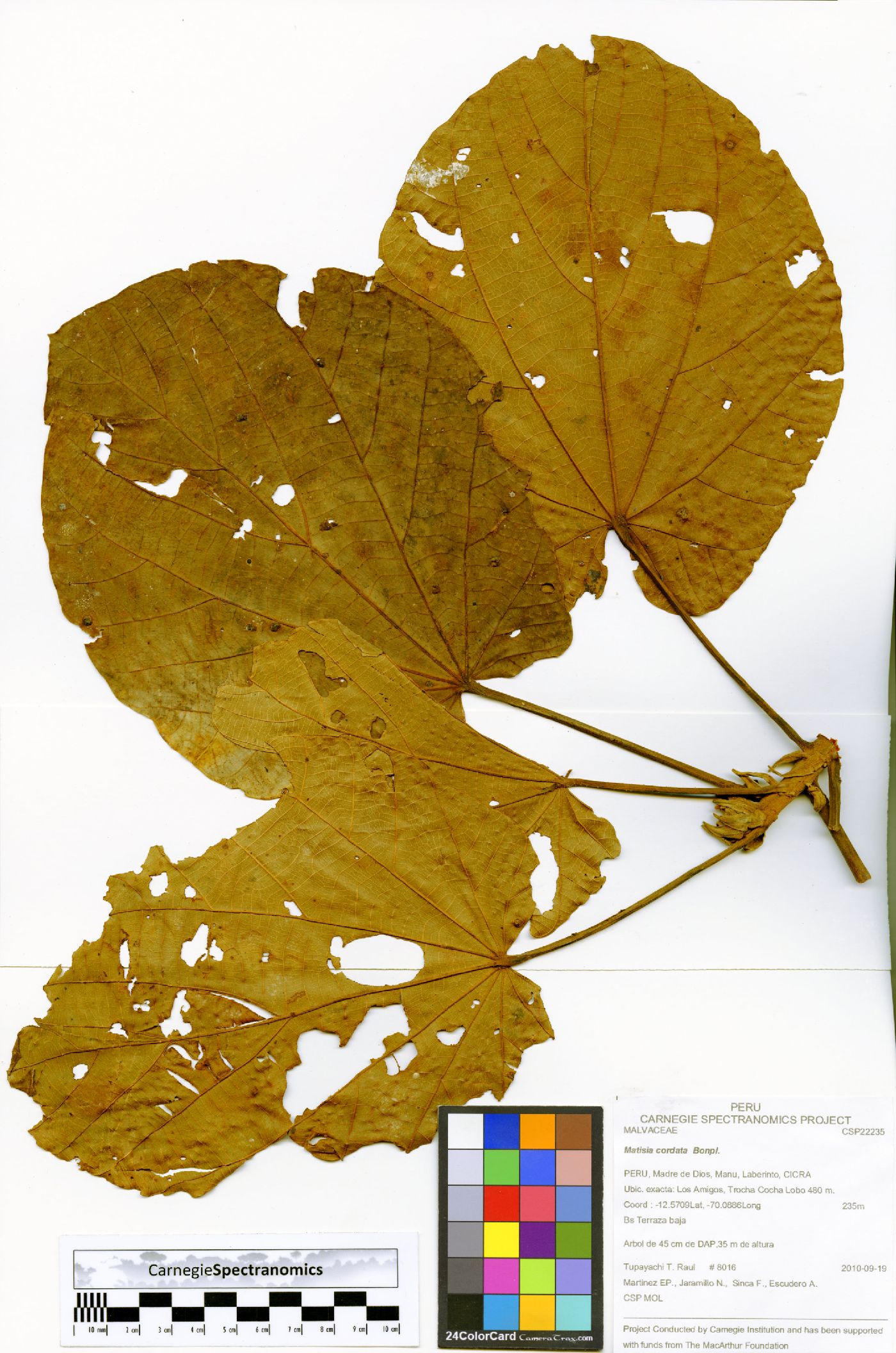 Matisia cordata image
