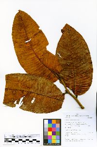 Brosimum parinarioides image