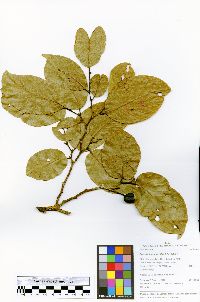Ruizodendron ovale image